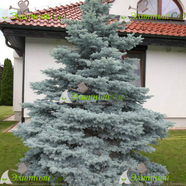 Ель голубая misty blue