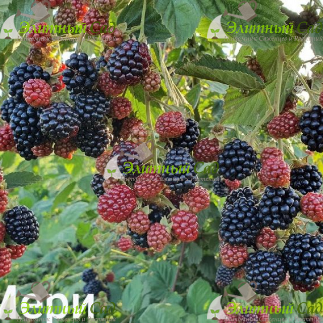 Ежевика Лох Мари