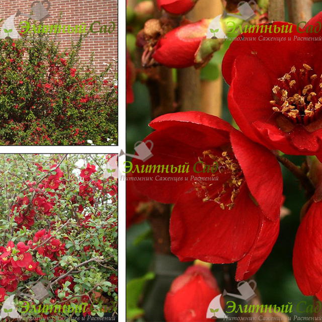 Айва хеномелес превосходная crimson and gold