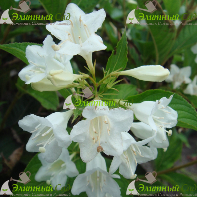 Вейгела Кандида (Weigela florida Candida)