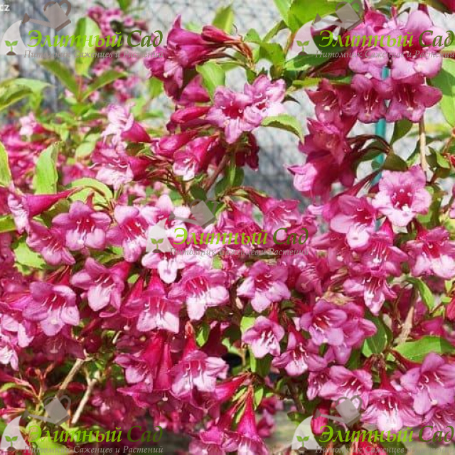Вейгела Румба (Weigela Rumba)