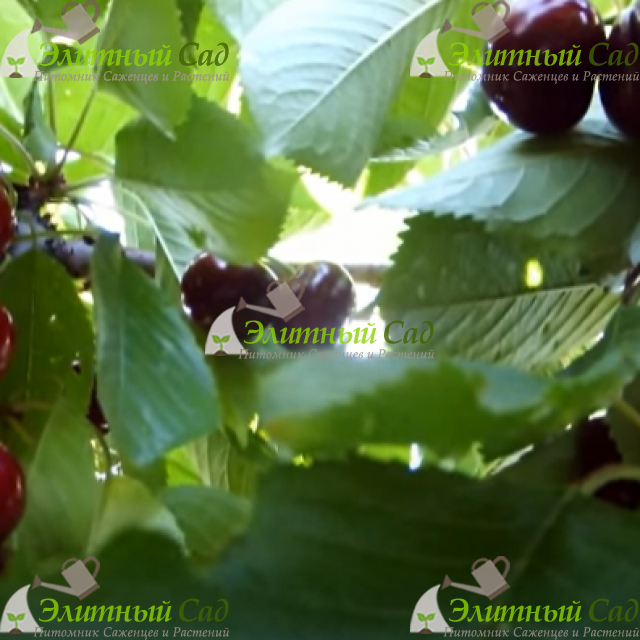 Черешня Талисман