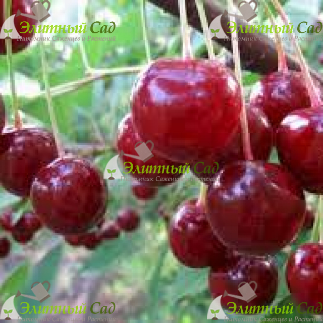 Черешня Десертная