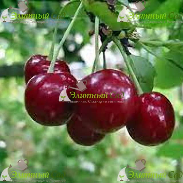 Черешня Рыночная