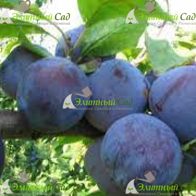 Слива Харитоновская