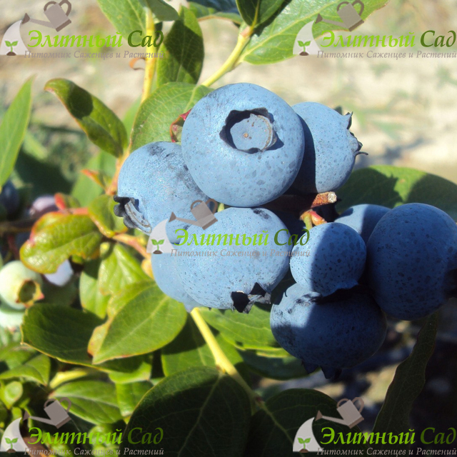Голубика Герберт