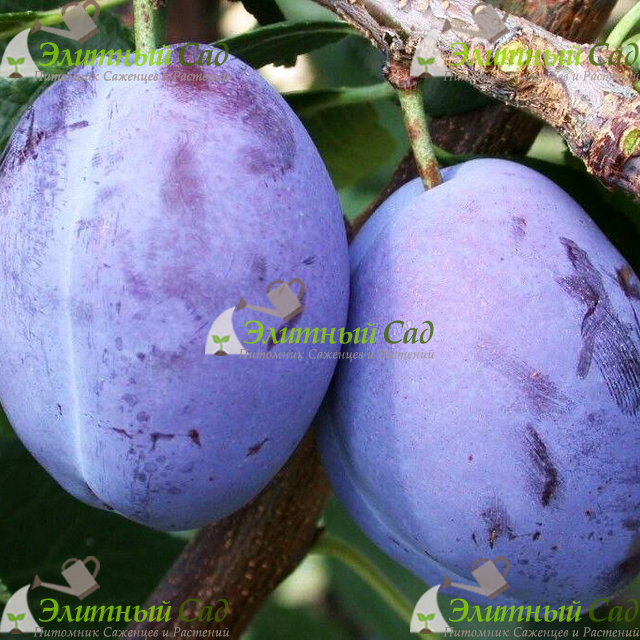 Слива Айлинская