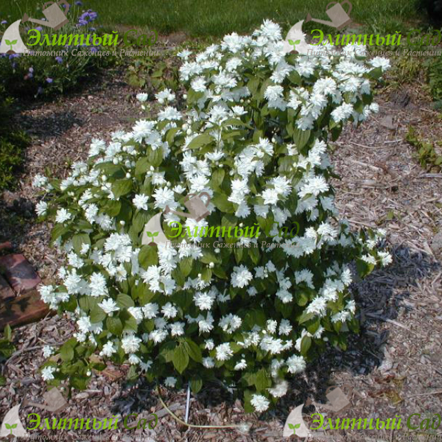 Чубушник Миннесота Сноуфлейк (Philadelphus Minnesota Snowflake)