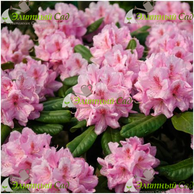 Рододендрон Синтиллейшн