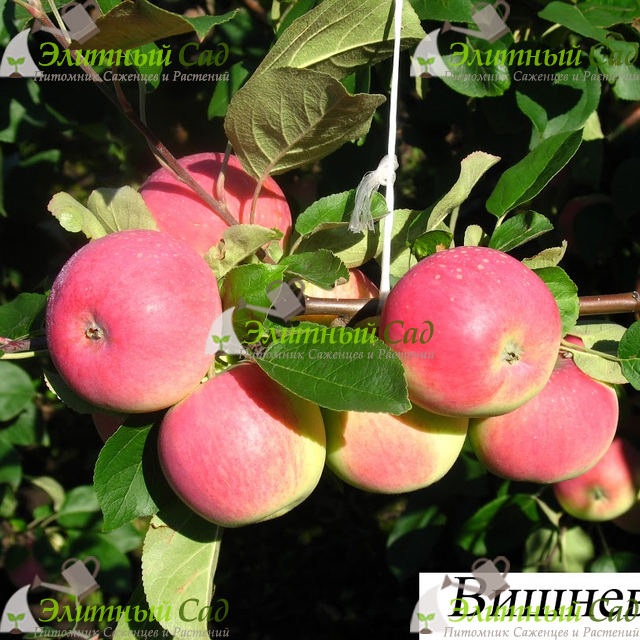 Яблоня Вишневое (Вишневая)